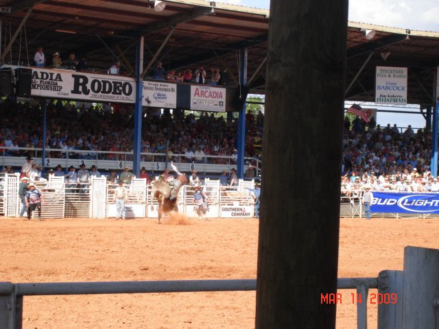 Bucking bull